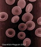 Rote Blutkörperchen - Symbolbild