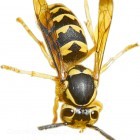 wasp_huge