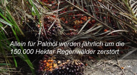 Greenpeace-Report: Schmutziges Palmöl in Procter & Gamble Produkten
