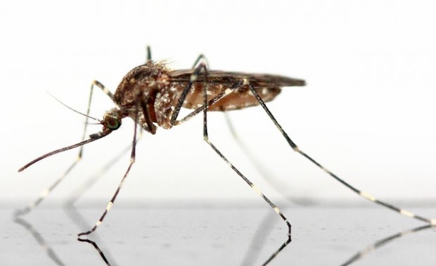 Antimückenmittel: Nur 4 von 21 überzeugen im Test