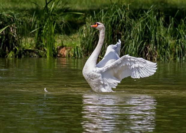 swan-359931_640