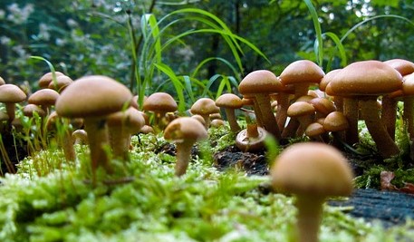 Pilze - Beim Sammeln sollte man einiges beachten, um Vergiftungen oder Unverträglichkeitsreaktionen zu vermeiden