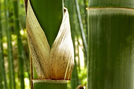 Bambus Geschirr - ökologisch oder Irreführung?