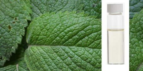 Reizendes Pfefferminzöl - von Kleinkindern muss man es fernhalten