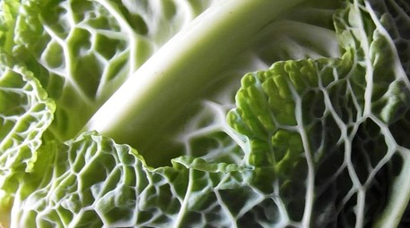 Winterzeit ist Kohlzeit: Jetzt ist der Wirsing besonders würzig