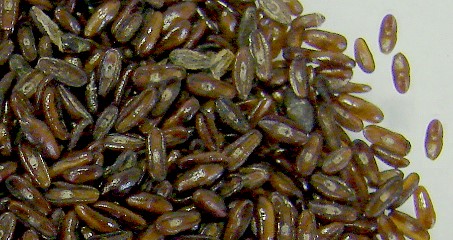 Bild: von Maša Sinreih in Valentina Vivod (Eigenes Werk) [CC BY-SA 3.0 (http://creativecommons.org/licenses/by-sa/3.0) oder GFDL (http://www.gnu.org/copyleft/fdl.html)], via Wikimedia Commons