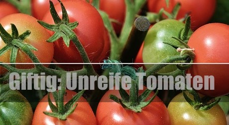 Tomaten: Vorsicht bei unreifen Exemplaren