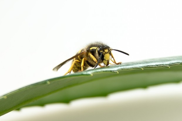 Wild, wild wasp: Keine Angst vor Wespen