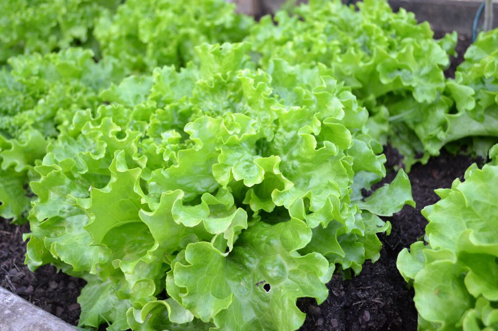 Der eigene Salat frisch aus dem Garten - sieht nicht nur toll aus, sondern schmeckt auch besser.