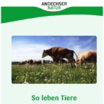 1. Vor Freude springend auf der grünen Weide – so präsentiert Andechser auf der Webseite gerne seine Kühe.