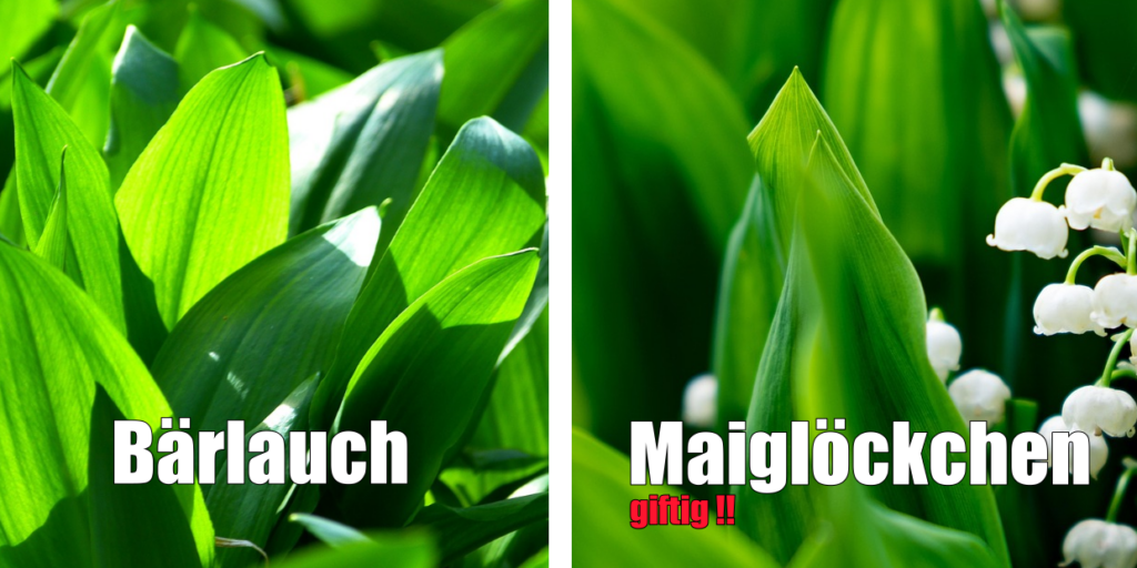 Gefährliche Verwechslung - Bärlauch und das giftige Maiglöckchen wachsen oft an den gleichen Standorten und zur gleichen Zeit Gefährliche Verwechslung - Bärlauch und das giftige Maiglöckchen wachsen oft an den gleichen Standorten und zur gleichen Zeit