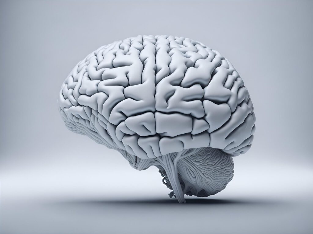 Das menschliche Gehirn ist ein Wunderwerk der Evolution