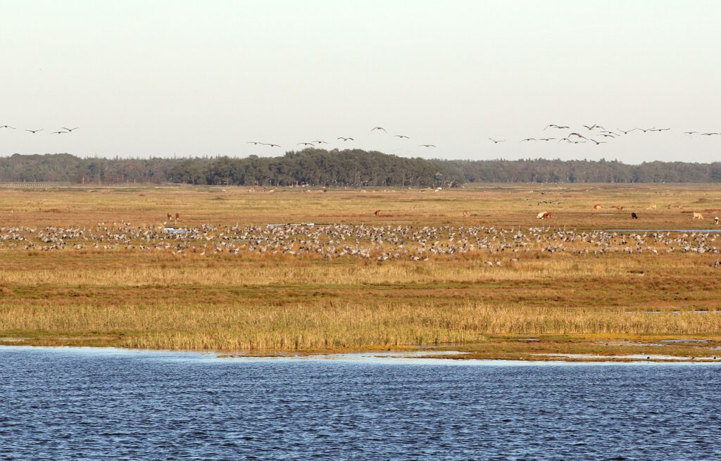 Besonders eindrucksvoll sind die anmutigen Kraniche, die im Herbst in der Region Rast machen