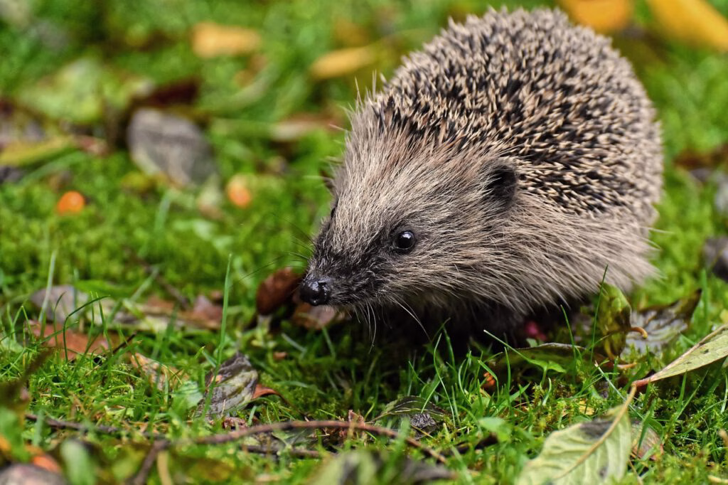 Von November bis März hält der Igel Winterschlaf in Nestern aus Laub und Moos