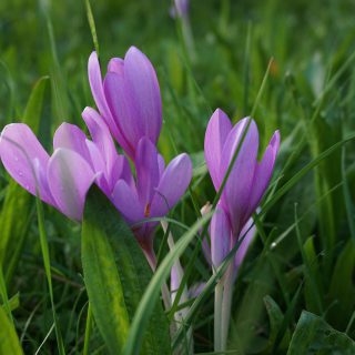 uschel-autumn-timeless-2708627_1280