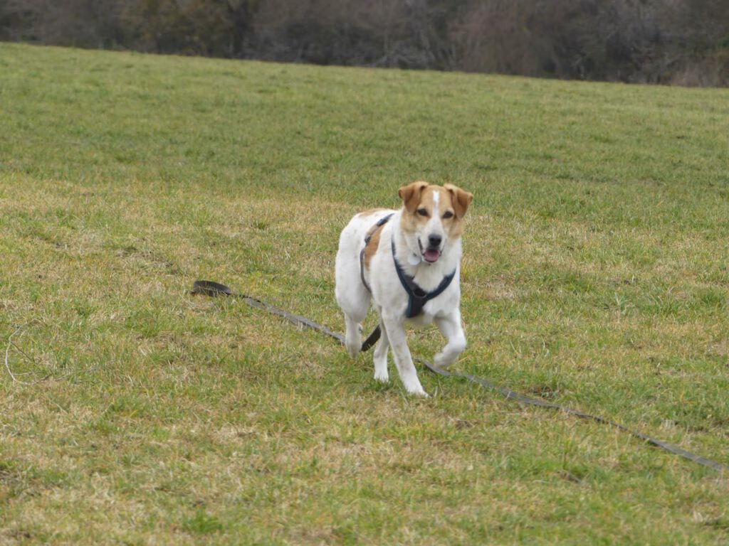 Welthundetag - Tierheimhund eine zweite Chance geben