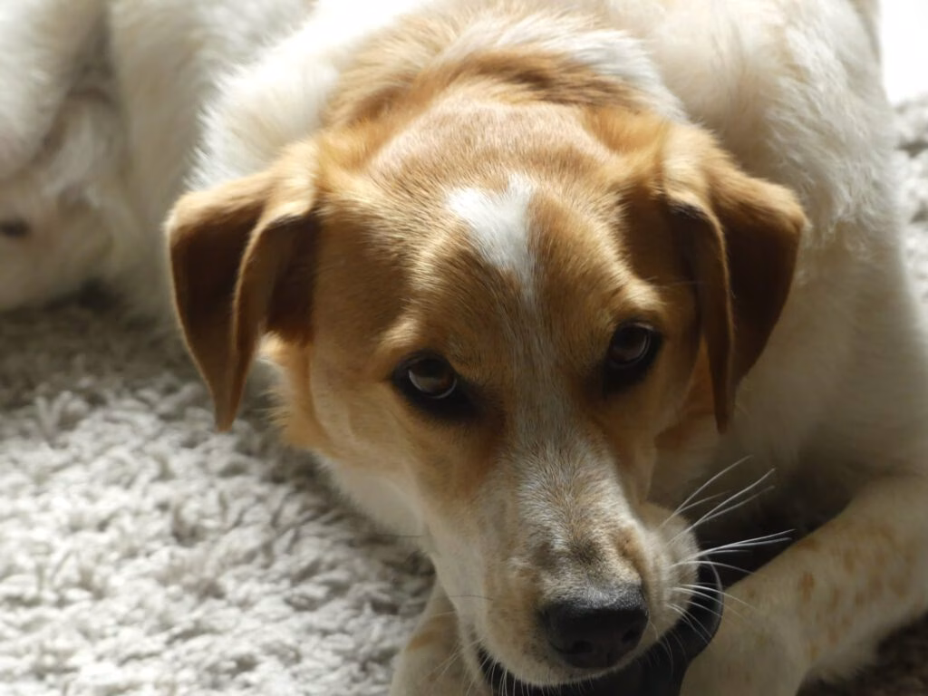 Nicht jedes Leckerli ist gut für Hunde