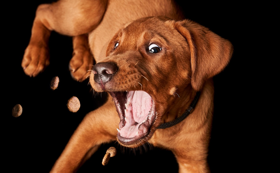 Hundesnacks - Vierbeiner fahren voll drauf ab Hundesnacks - Vierbeiner fahren voll drauf ab