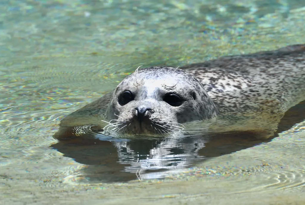 Highlight für Ferienkinder: Eine Begegnung mit den niedlichen Robben im preisgekrönten Rostocker Zoo Highlight für Ferienkinder: Eine Begegnung mit den niedlichen Robben im preisgekrönten Rostocker Zoo