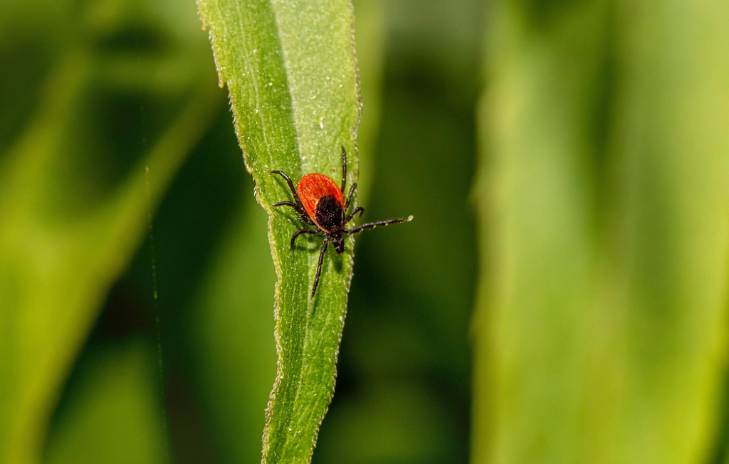 Zecken ernähren sich vom Blut von Tieren und Menschen und können Krankheiten übertragen.