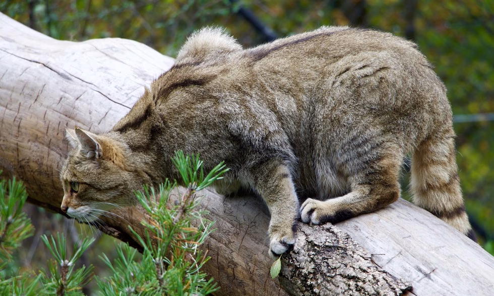 Die Europäische Wildkatze ist ein faszinierendes, aber seltenes Wildtier Die Europäische Wildkatze ist ein faszinierendes, aber seltenes Wildtier