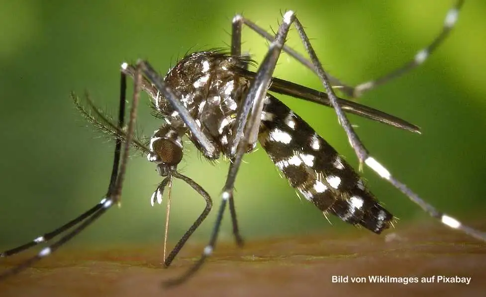 Die Asiatische Tigermücke breitet sich auch in Deutschland aus Die Asiatische Tigermücke breitet sich auch in Deutschland aus