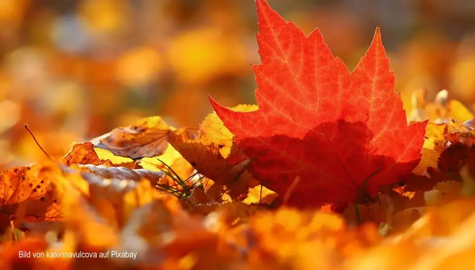Herbstlaub entsorgen: Wohin mit den bunten Blättern? Herbstlaub entsorgen: Wohin mit den bunten Blättern?