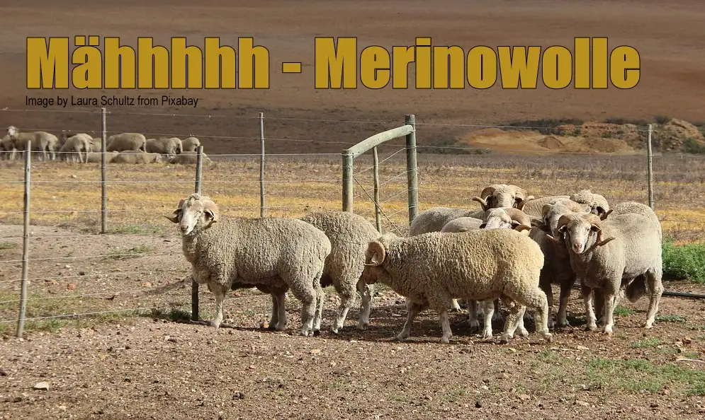 Merino-Funktionskleidung ist aus besonders hochwertiger Wolle, die vom Merinoschaf gewonnen wird Merino-Funktionskleidung ist aus besonders hochwertiger Wolle, die vom Merinoschaf gewonnen wird