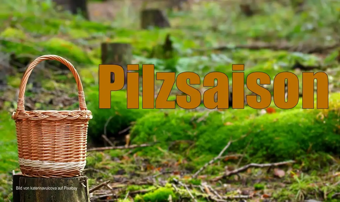 Pilzsaison im Herbst: Welche Gefahren beim Sammeln bestehen Pilzsaison im Herbst: Welche Gefahren beim Sammeln bestehen