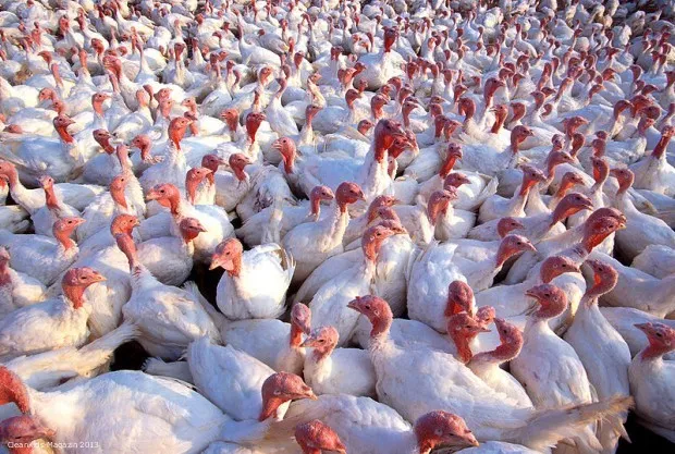 800px-Turkeys